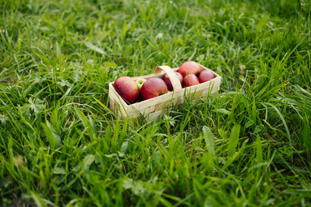 Big red ripe apples in a farm basket. Wicker basket of ripe fresh apples. Autumn and harvest concept. Apple orchard, harvest.の写真素材