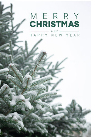 Christmas composition Merry Christmas and Happy New Year holidays background with xmas tree white snow decoration on fir branches, bokeh.の写真素材