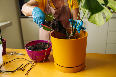 Woman taking care of home plant monstera deliciosa. Woman changing pot. Indoor plants. Home plants caring. Gardening for indoor plants. Home gardening and planting concept. Home hobies. High quality photoの写真素材