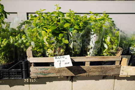 Many plant seedlings in plastic boxes on store shelves. Herbs for sale at market: selective focus on mint for the vegetable garden, with thyme in the background and sage in the foreground.の写真素材