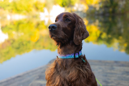 A cute dog sits in bright grass near forest lake. Irish Setter friend dog are sitting on the wooden pier on the mountain lake and enjoying the landscape during their walking in the autumn season time. Atmospheric photo in natureの写真素材
