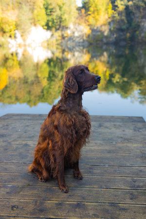 Irish Setter dog posing near lake with autumn landscape in autumn. Traveling with a pet. Pet in leaf fall. Atmospheric photo in nature. High quality photoの写真素材