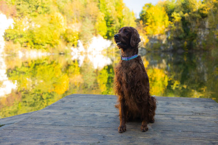 Irish Setter dog posing near lake with autumn landscape in autumn. Traveling with a pet. Pet in leaf...