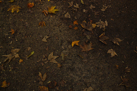 golden maple leaves on the ground in fall. High quality photoの写真素材