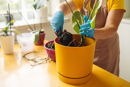 Woman taking care of home plant monstera deliciosa. Woman changing pot. Indoor plants. Home plants caring. Gardening for indoor plants. Home gardening and planting concept. Home hobies. High quality photoの写真素材