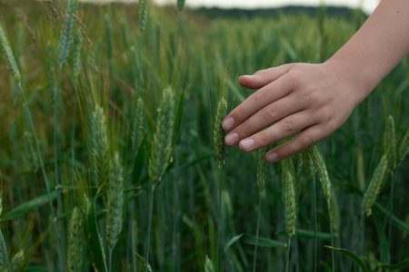 A hand gently touches wheat stalks in a field at sunset, inspecting the harvest. The green ears of wheat stand tall in the sunlight, showcasing the agricultural landscape. Agricultural business concept.の写真素材