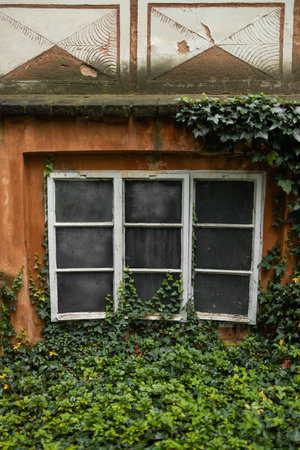 old window and wall covered with ivy in the old town of Prague, Czech Republic. High quality photoの写真素材
