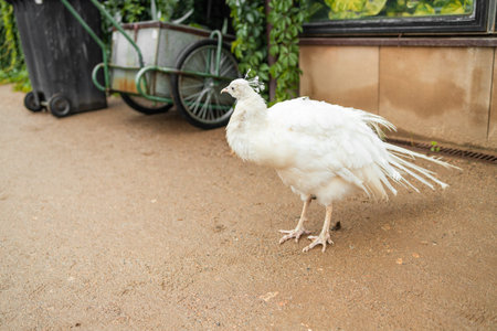 White Indian peacock with a small cub carries its beautiful long tail in the garden. High quality...