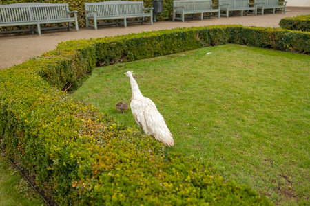 Beautiful white peacock with her chick walks on the ground in the park. High quality photoの写真素材