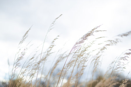 A close-up shot of dry grass swaying in the breeze, with blurred background of the meadow. The warm tones of the grass create a serene and natural outdoor atmosphere.の写真素材