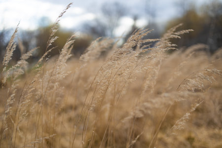 A close-up shot of dry grass swaying in the breeze, with blurred background of the meadow. The warm tones of the grass create a serene and natural outdoor atmosphere.の写真素材