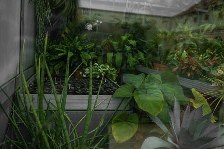 Vertical garden with lush green plants in black pots on a metal shelf, against a rustic brick and glass wall background. High quality photoの写真素材