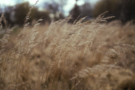 A close-up shot of dry grass swaying in the breeze, with blurred background of the meadow. The warm tones of the grass create a serene and natural outdoor atmosphere.の写真素材