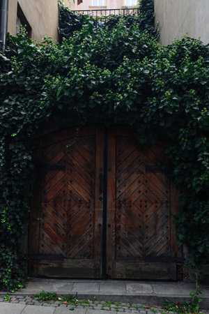 Aged wooden double door surrounded by lush green ivy, located in a narrow alleyway of a historic city area. Natural and architectural elements combined.の写真素材
