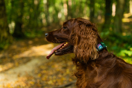 Profile view of an Irish Setter dog with shiny brown fur and tongue out, standing on a forest path surrounded by green trees and autumn leaves. Peaceful outdoor scene with natural light.の写真素材