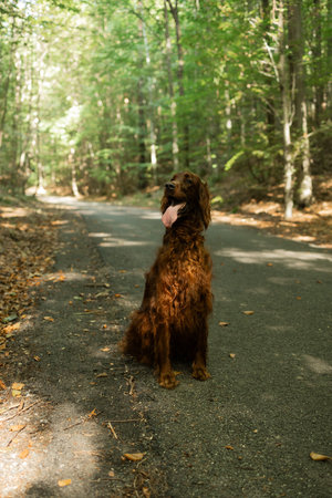 Irish Setter sits calmly on a quiet forest trail, tongue out and alert. The peaceful woodland...