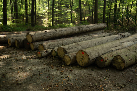 A pile of freshly cut logs lies on the forest floor. The scene illustrates forest management, timber...