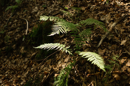 Several fern leaves grow naturally on a forest slope, illuminated by patches of sunlight. The composition captures the quiet beauty of woodland ecosystems and the textures of native ground vegetation.の写真素材