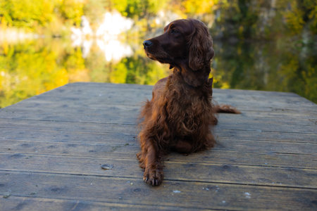 Setter dog posing near lake with autumn landscape in autumn. Traveling with a pet. Pet in leaf fall. Atmospheric photo in nature. High quality photoの写真素材