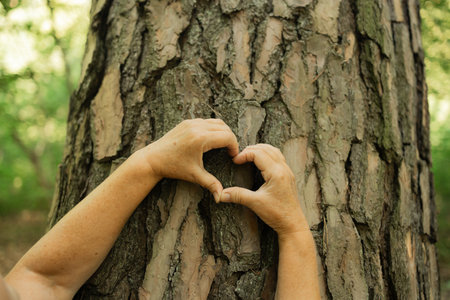 Two hands form a heart shape on rough tree bark in a calm forest. This symbolic gesture highlights emotional connection, love for the environment, and a mindful attitude toward nature and sustainability.の写真素材