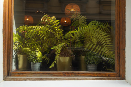 Potted Ferns Behind a Window Glass in Urban Cafe. A cozy window display with several lush green...
