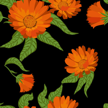 Calendula officinalisのイラスト素材