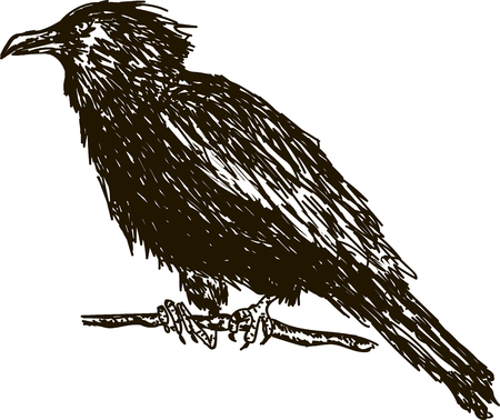 Vintage drawn raven. Crow, bird sketch.の写真素材