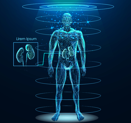 Human body with Human Kidney internal organ low poly wireframeの写真素材