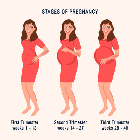 Pregnant woman in different trimesters of pregnancy. Vector illustration of a girl with a bellyのイラスト素材