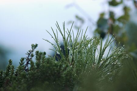 drops of dew on the needles of pine in the forestの写真素材