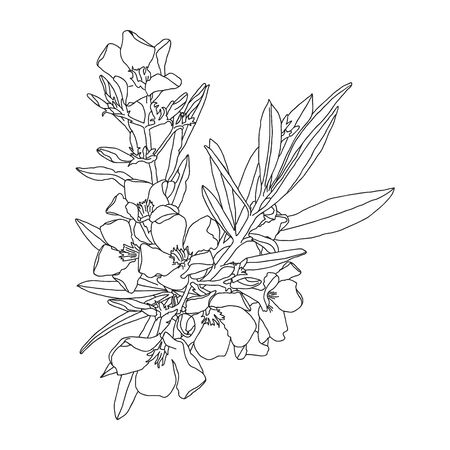 Hand-drawn Vector illustration of an Oleander (flower) on a white background.のイラスト素材