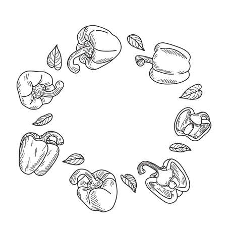 Sweet pepper or paprika set. Vector illustration in the form of a sketch.のイラスト素材