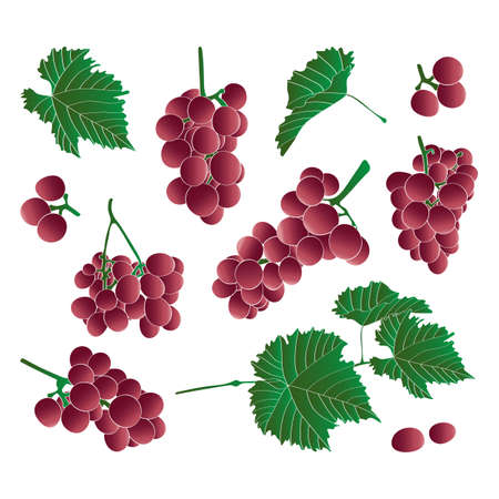 Set of pink grapes and leaves. vector illustration.のイラスト素材