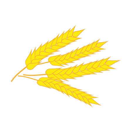 wheat isolated vector, natural food ingredientのイラスト素材