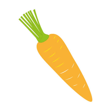 carrot vector isolated, natural food ingredientのイラスト素材