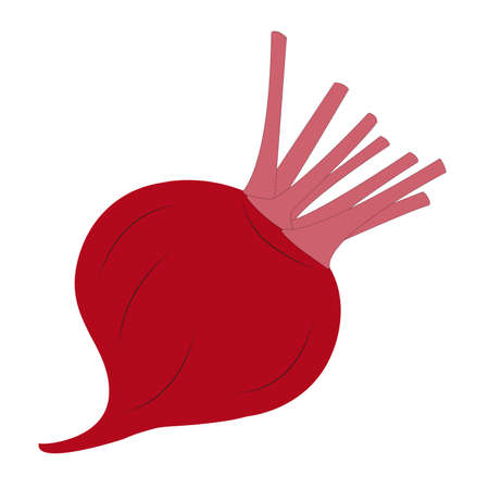 beet isolated vector, natural food ingredientのイラスト素材