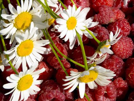 White flowers of a camomile on a background of a plenty of a garden raspberryの写真素材