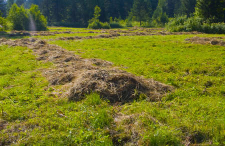 The image of preparation of hay peasants in Siberiaの写真素材