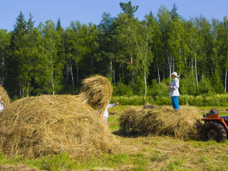 The image of preparation of hay peasants in Siberiaの写真素材