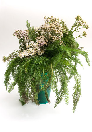 the Image of a bouquet of a yarrowの写真素材