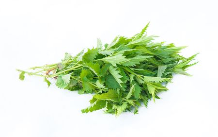 Fresh stinging nettle leafs on bright backgroundの写真素材