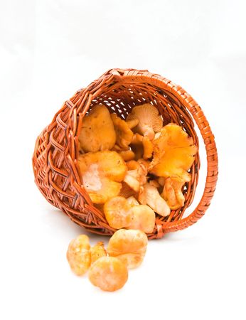 The image of the chanterelle in a basketの写真素材