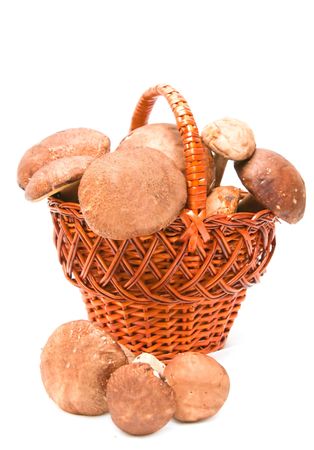 The image of ceps in a basketの写真素材
