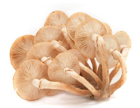 The image of honey agarics - edible fungiの写真素材