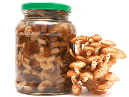 Honey agarics fresh and preservedの写真素材