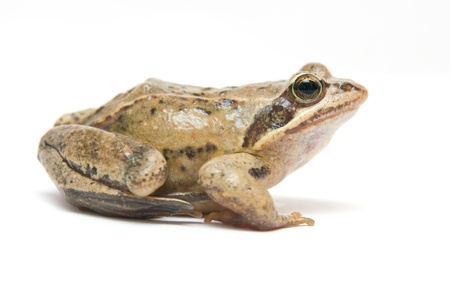 The image of a frog on a white backgroundの写真素材