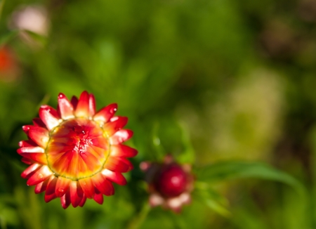 The image of a flower of a Strawflower  against greensの写真素材