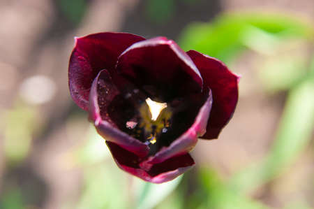 The image of the Tulip which grows in the gardenの写真素材