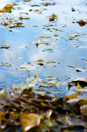 The image of Yellow fallen leaves on the surface of the puddleの写真素材