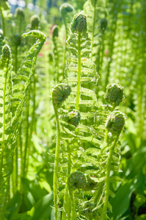 blossoming fern leavesの写真素材